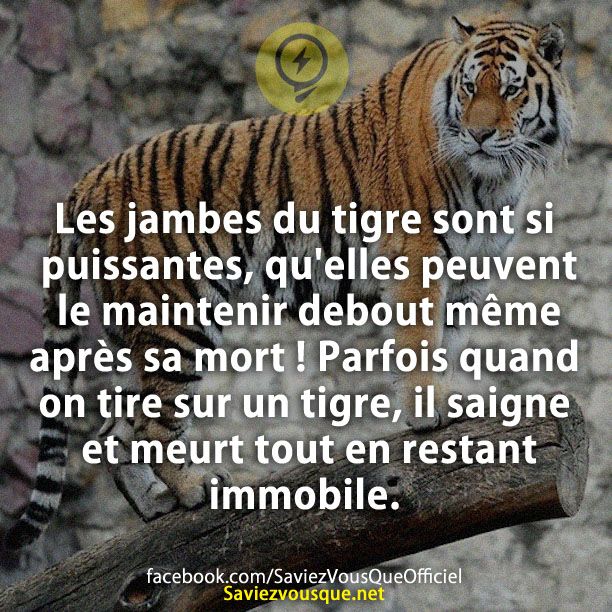 Les jambes du tigre sont si puissantes, qu&#039;elles peuvent le maintenir debout même après sa mort ! Parfois quand on tire sur un tigre, il saigne et meurt tout en restant immobile.