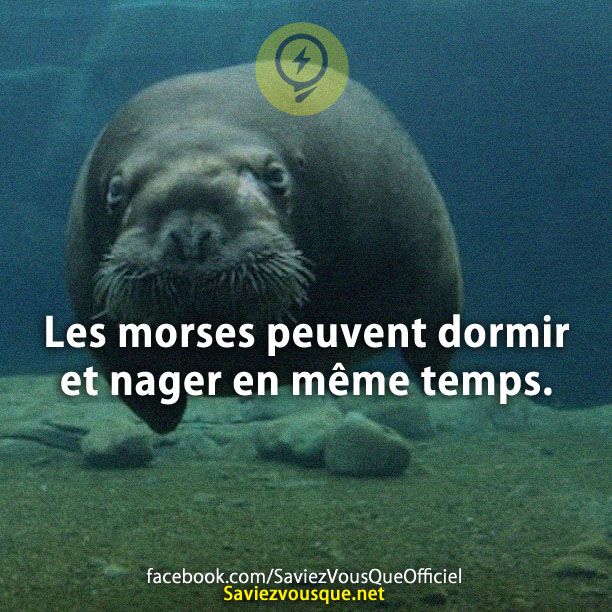 Les morses peuvent dormir et nager en même temps.