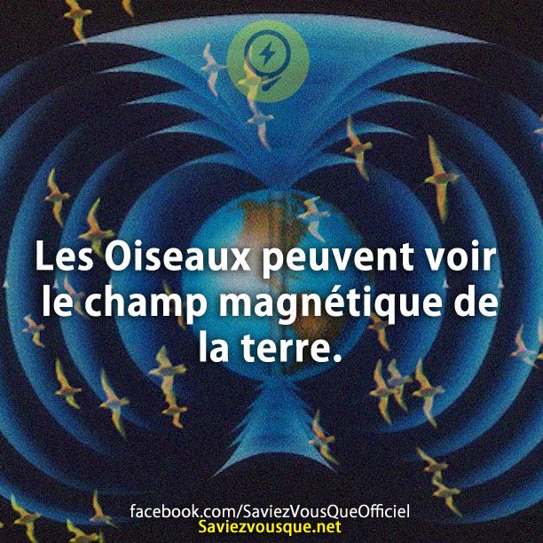Les Oiseaux peuvent voir le champ magnétique de la terre.