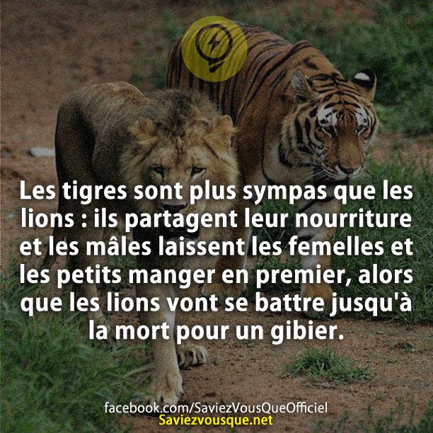 Les tigres sont plus sympas que les lions : ils partagent leur nourriture et les mâles laissent les femelles et les petits manger en premier, alors que les lions vont se battre jusqu&#039;à la mort pour un gibier.