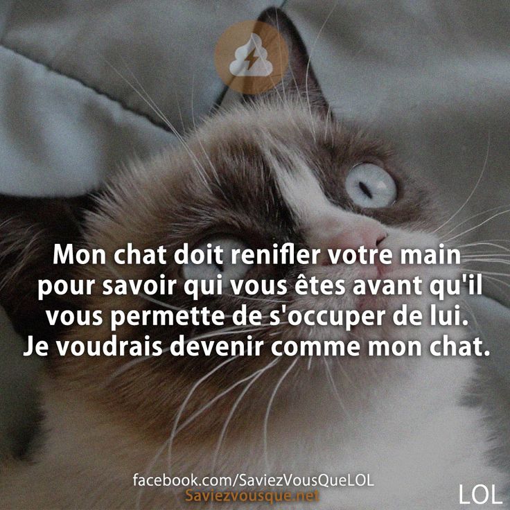 Mon chat doit renifler votre main pour savoir qui vous êtes avant qu&#039;il vous permette de s&#039;occuper de lui. Je voudrais devenir comme mon chat.