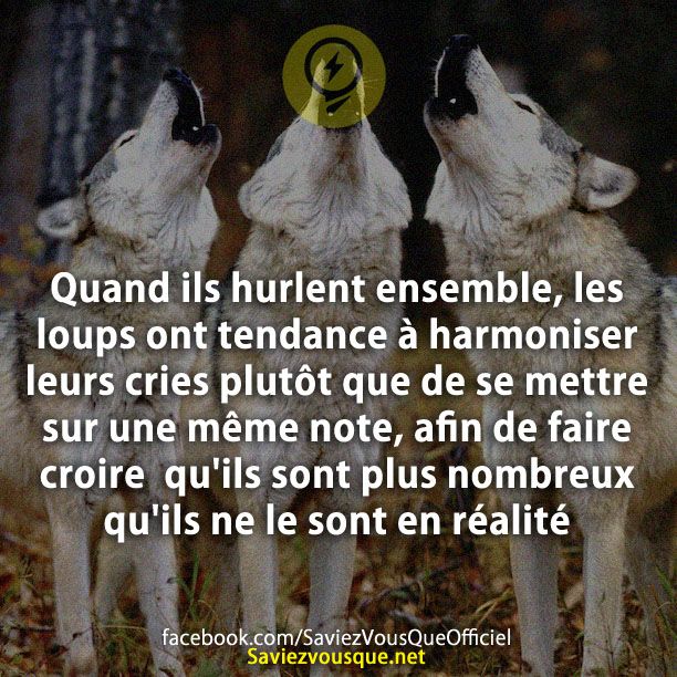 Quand ils hurlent ensemble, les loups ont tendance à harmoniser leurs cries plutôt que de se mettre sur une même note, afin de faire croire  qu&#039;ils sont plus nombreux qu&#039;ils ne le sont en réalité