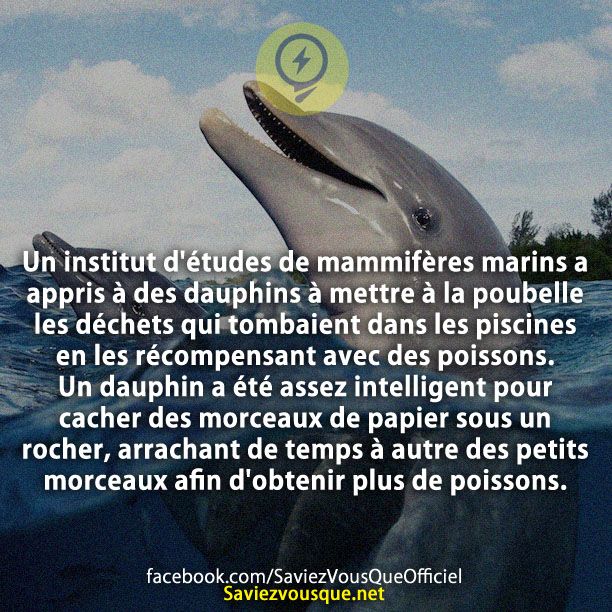 Un institut d'études de mammifères marins a appris à des dauphins à mettre à la poubelle les déchets qui tombaient dans les piscines en les récompensant avec des poissons. Un dauphin a été assez intelligent pour cacher des morceaux de papier sous un rocher, arrachant de temps à autre des petits morceaux afin d'obtenir plus de poissons.