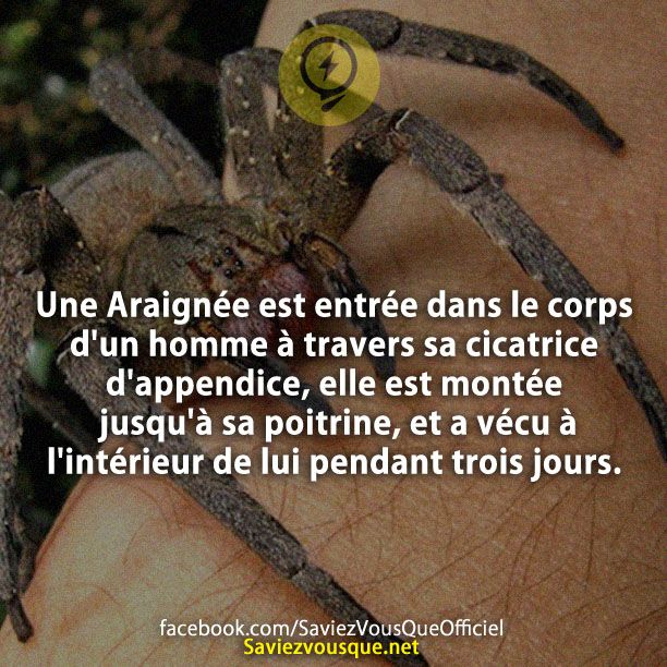 Une Araignée est entrée dans le corps d&#039;un homme à travers sa cicatrice d&#039;appendice, elle est montée jusqu&#039;à sa poitrine, et a vécu à l&#039;intérieur de lui pendant trois jours.