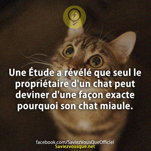 Une Étude a révélé que seul le propriétaire d&#039;un chat peut deviner d&#039;une façon exacte pourquoi son chat miaule.