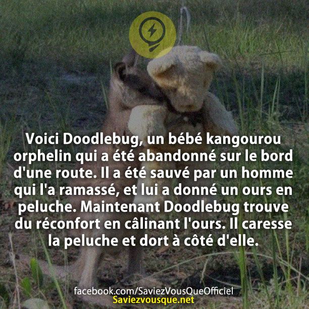 Voici Doodlebug, un bébé kangourou orphelin qui a été abandonné sur le bord d&#039;une route. Il a été sauvé par un homme qui l&#039;a ramassé, et lui a donné un ours en peluche. Maintenant Doodlebug trouve du réconfort en câlinant l&#039;ours. Il caresse la peluche et dort à côté d&#039;elle.