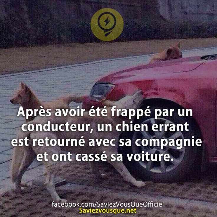 Après avoir été frappé par un conducteur, un chien errant est retourné avec sa compagnie et ont cassé sa voiture.