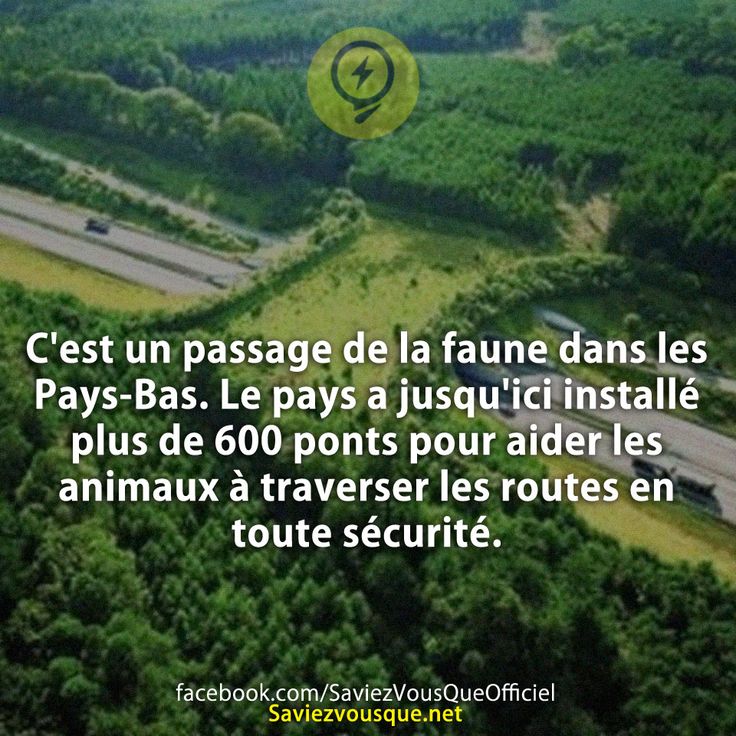 C&#039;est un passage de la faune dans les Pays-Bas. Le pays a jusqu&#039;ici installé plus de 600 ponts pour aider les animaux à traverser les routes en toute sécurité.