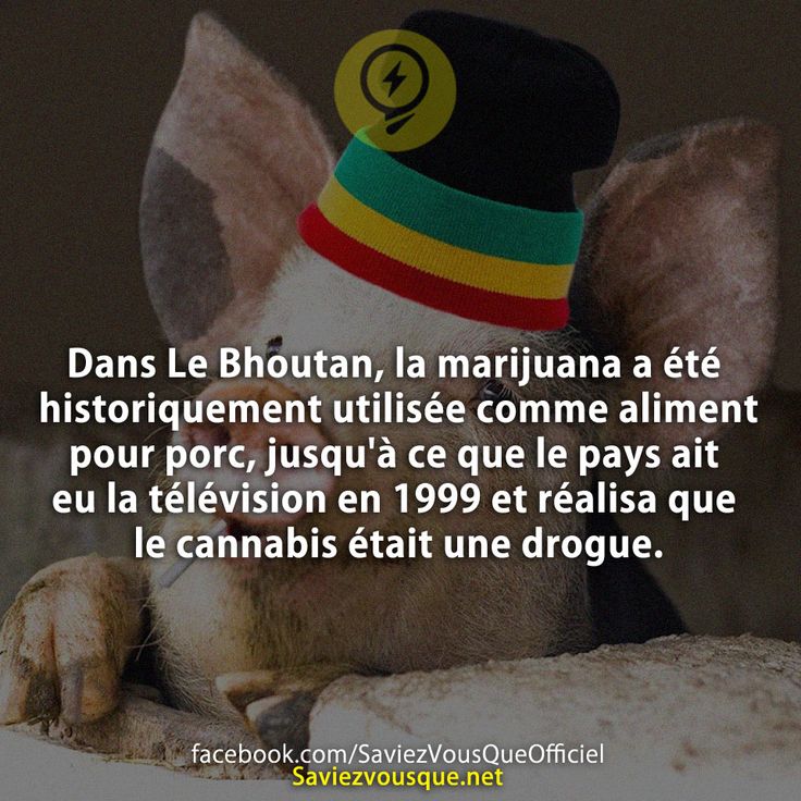 Dans Le Bhoutan, la marijuana a été historiquement utilisée comme aliment pour porc, jusqu&#039;à ce que le pays ait eu la télévision en 1999 et réalisa que le cannabis était une drogue.