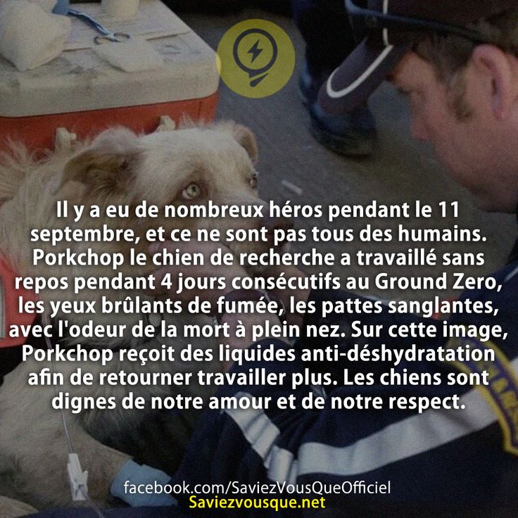 Il y a eu de nombreux héros pendant le 11 septembre, et ce ne sont pas tous des humains. Porkchop le chien de recherche a travaillé sans repos pendant 4 jours consécutifs au Ground Zero, les yeux brûlants de fumée, les pattes sanglantes, avec l&#039;odeur de la mort à plein nez. Sur cette image, Porkchop reçoit des liquides anti-déshydratation afin de retourner travailler plus. Les chiens sont dignes de notre amour et de notre respect.
