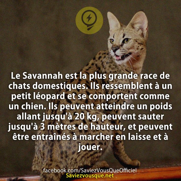 Le Savannah est la plus grande race de chats domestiques. Ils ressemblent à un petit léopard et se comportent comme un chien. Ils peuvent atteindre un poids allant jusqu&#039;à 20 kg, peuvent sauter jusqu&#039;à 3 mètres de hauteur, et peuvent être entraînés à marcher en laisse et à jouer.