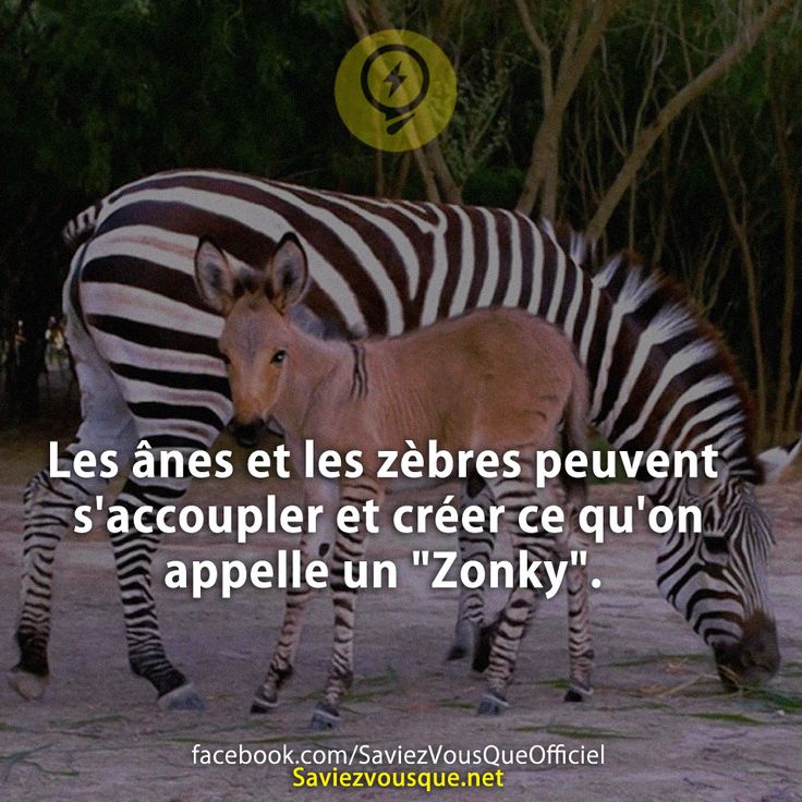 Les ânes et les zèbres peuvent s&#039;accoupler et créer ce qu&#039;on appelle un &quot;Zonky&quot;.