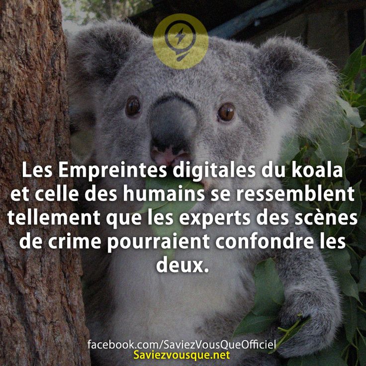 Les Empreintes digitales du koala et celle des humains se ressemblent tellement que les experts des scènes de crime pourraient confondre les deux.