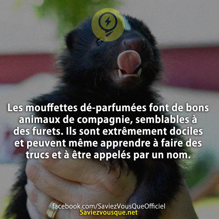 Les mouffettes dé-parfumées font de bons animaux de compagnie, semblables à des furets. Ils sont extrêmement dociles et peuvent même apprendre à faire des trucs et à être appelés par un nom.