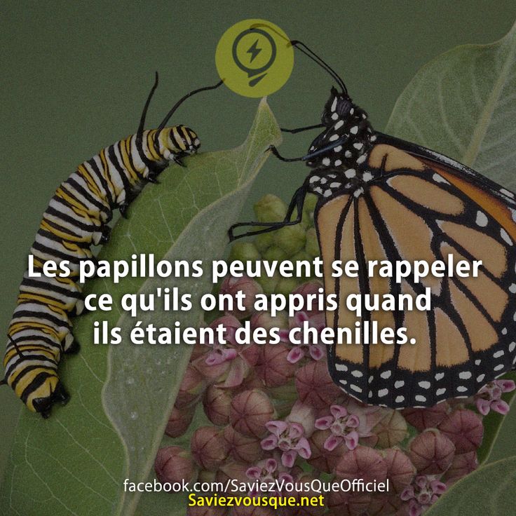 Les papillons peuvent se rappeler ce qu'ils ont appris quand ils étaient des chenilles.