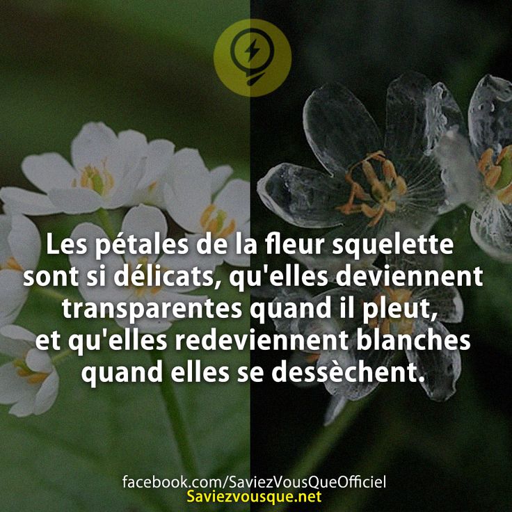 Les pétales de la fleur squelette sont si délicats, qu&#039;elles deviennent transparentes quand il pleut, et qu&#039;elles redeviennent blanches quand elles se dessèchent.