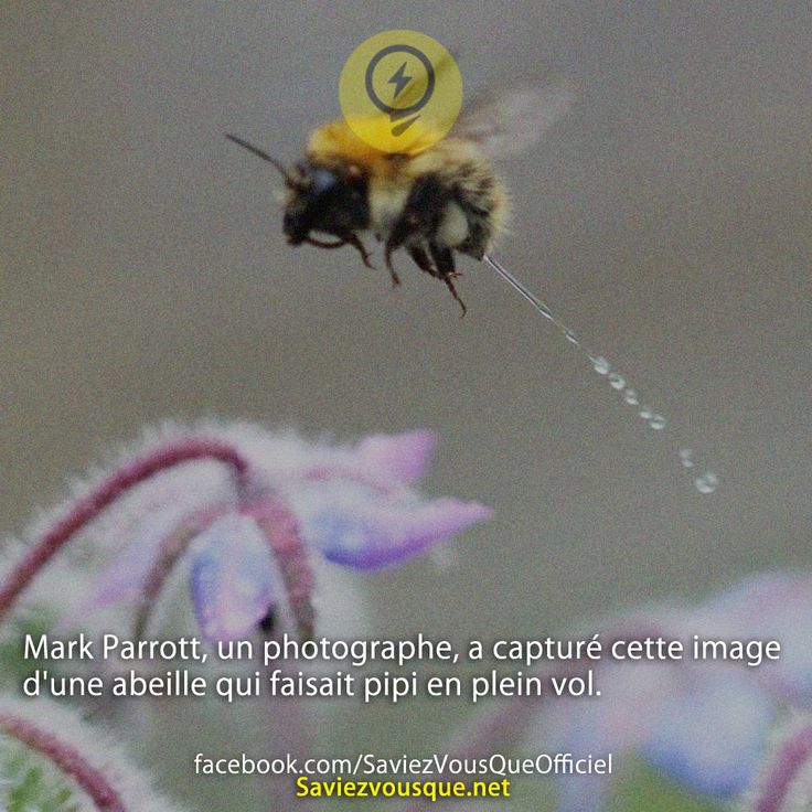 Mark Parrott, un photographe, a capturé cette image d&#039;une abeille qui faisait pipi en plein vol.