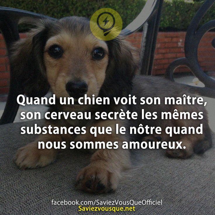 Quand un chien voit son maître, son cerveau secrète les mêmes substances que le nôtre quand nous sommes amoureux.