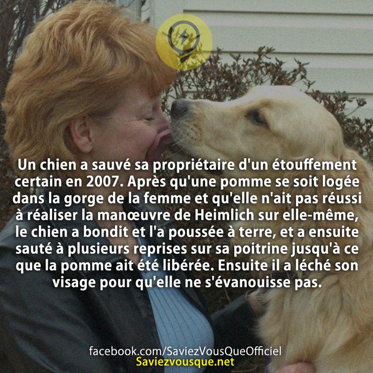 Un chien a sauvé sa propriétaire d'un étouffement certain en 2007. Après qu'une pomme se soit logée dans la gorge de la femme et qu'elle n'ait pas réussi à réaliser la manœuvre de Heimlich sur elle-même, le chien a bondit et l'a poussée à terre, et a ensuite sauté à plusieurs reprises sur sa poitrine jusqu'à ce que la pomme ait été libérée. Ensuite il a léché son visage pour qu'elle ne s'évanouisse pas.