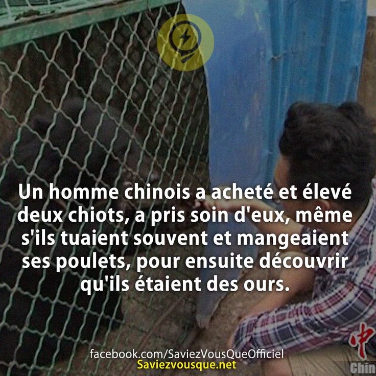 Un homme chinois a acheté et élevé deux chiots, a pris soin d&#039;eux, même s&#039;ils tuaient souvent et mangeaient ses poulets, pour ensuite découvrir qu&#039;ils étaient des ours.