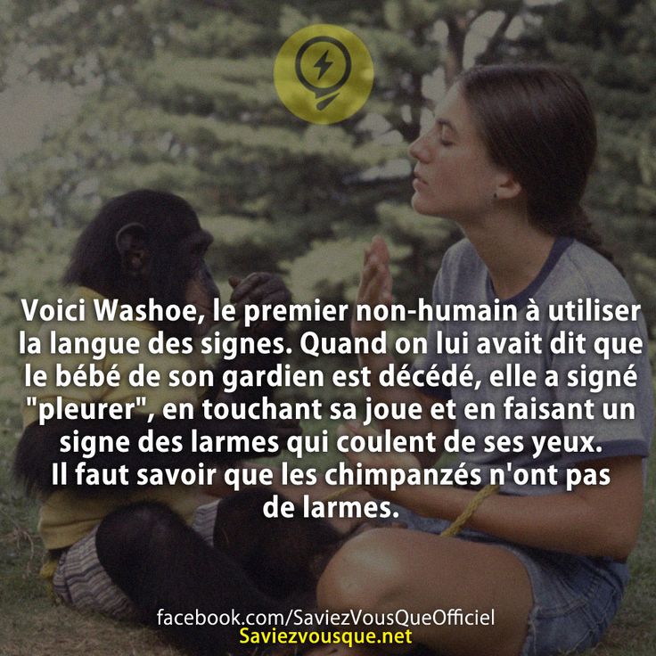 Voici Washoe, le premier non-humain à utiliser la langue des signes. Quand on lui avait dit que le bébé de son gardien est décédé, elle a signé &quot;pleurer&quot;, en touchant sa joue et en faisant un signe des larmes qui coulent de ses yeux. Il faut savoir que les chimpanzés n&#039;ont pas de larmes.