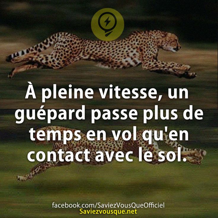 À pleine vitesse, un guépard passe plus de temps en vol qu&#039;en contact avec le sol.