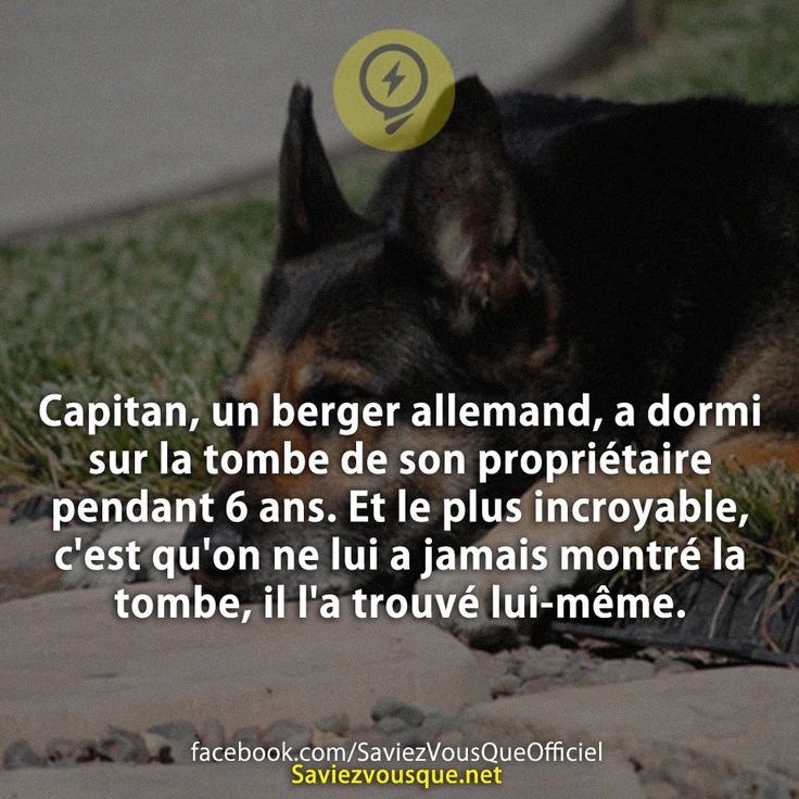 Capitan, un berger allemand, a dormi sur la tombe de son propriétaire pendant 6 ans. Et le plus incroyable, c&#039;est qu&#039;on ne lui a jamais montré la tombe, il l&#039;a trouvé lui-même.