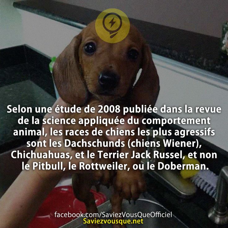 Selon une étude de 2008 publiée dans la revue de la science appliquée du comportement animal, les races de chiens les plus agressifs sont les Dachschunds (chiens Wiener), Chichuahuas, et le Terrier Jack Russel, et non le Pitbull, le Rottweiler, ou le Doberman.