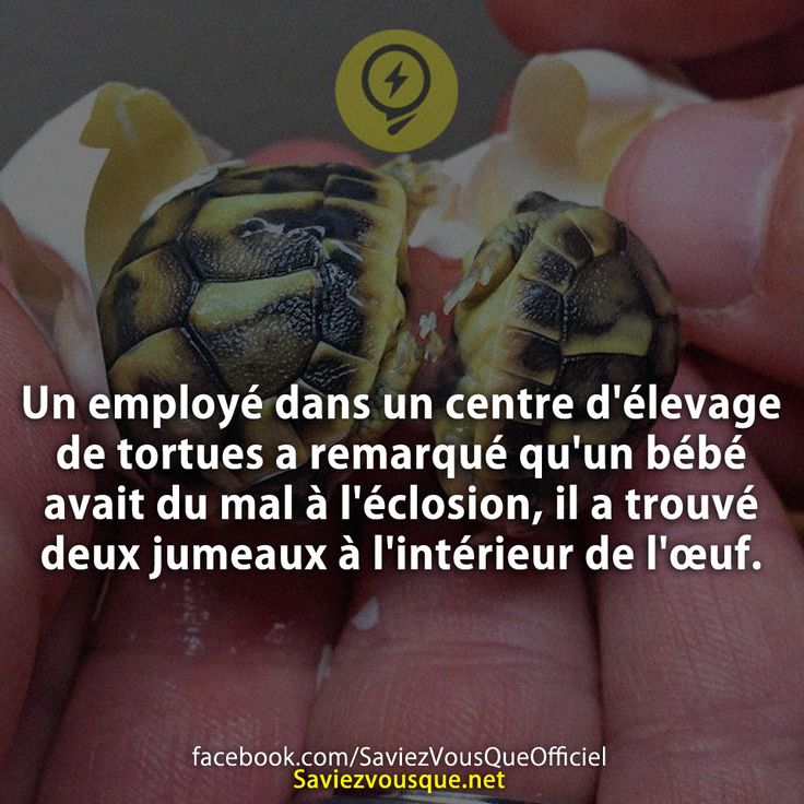 Un employé dans un centre d&#039;élevage de tortues a remarqué qu&#039;un bébé avait du mal à l&#039;éclosion, il a trouvé deux jumeaux à l&#039;intérieur de l&#039;œuf.