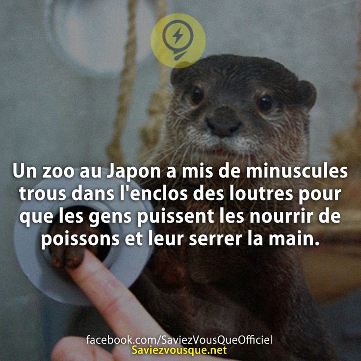 Un zoo au Japon a mis de minuscules trous dans l&#039;enclos des loutres pour que les gens puissent les nourrir de poissons et leur serrer la main.