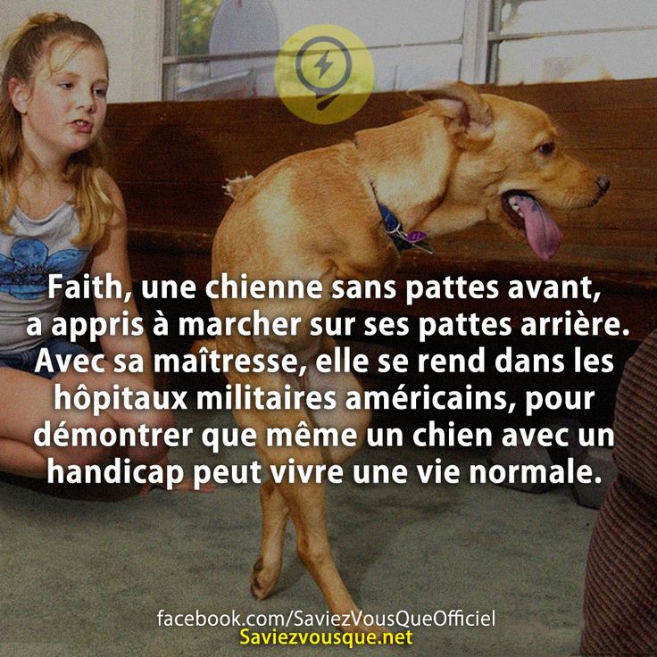 Faith, une chienne sans pattes avant, a appris à marcher sur ses pattes arrière. Avec sa maîtresse, elle se rend dans les hôpitaux militaires américains, pour démontrer que même un chien avec un handicap peut vivre une vie normale.