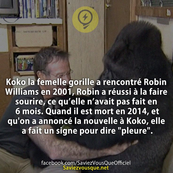 Koko la femelle gorille a rencontré Robin Williams en 2001, Robin a réussi à la faire sourire, ce qu’elle n’avait pas fait en 6 mois. Quand il est mort en 2014, et qu&#039;on a annoncé la nouvelle à Koko, elle a fait un signe pour dire &quot;pleure&quot;.