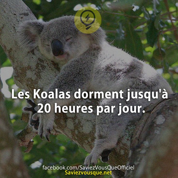Les Koalas dorment jusqu&#039;à 20 heures par jour.