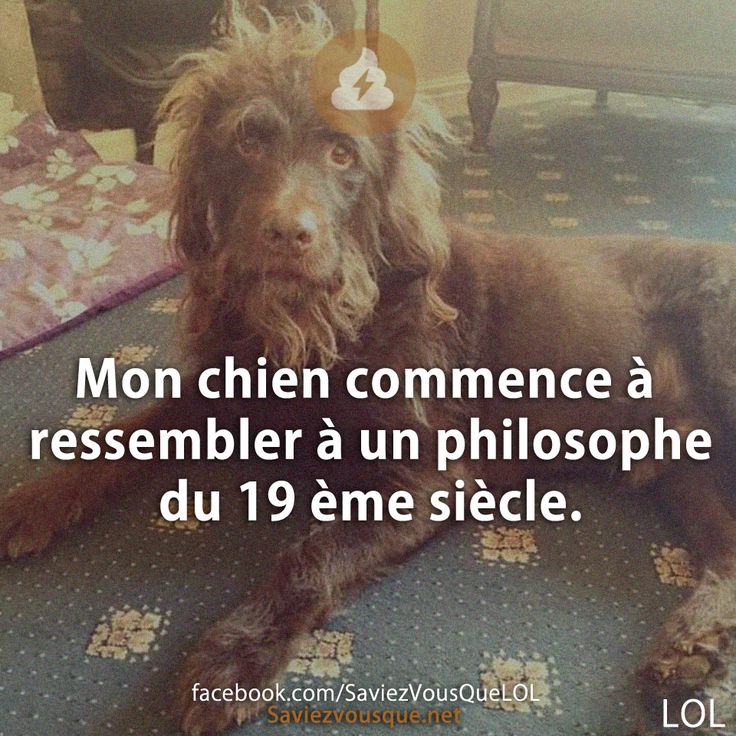 Mon chien commence à ressembler à un philosophe du 19 ème siècle.