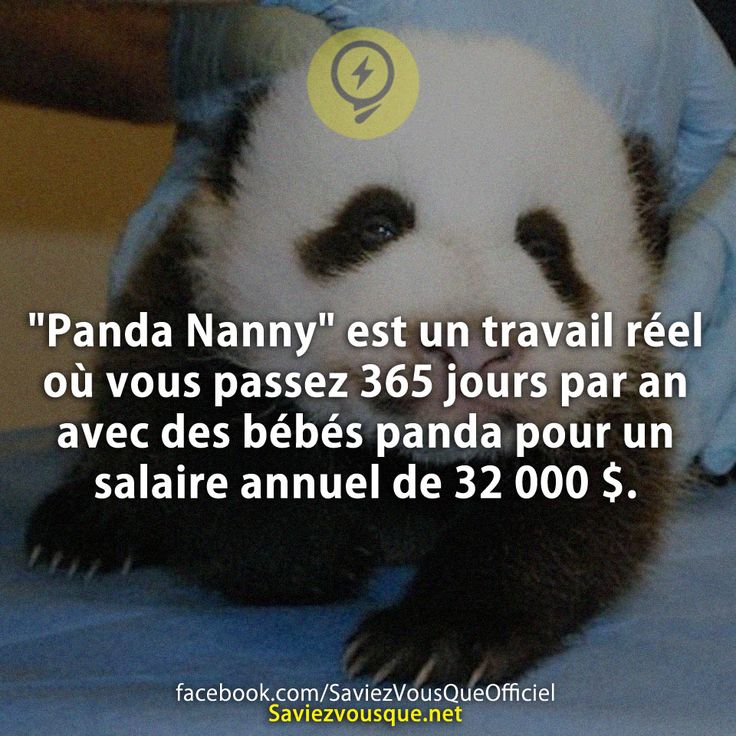 &quot;Panda Nanny&quot; est un travail réel où vous passez 365 jours par an avec des bébés panda pour un salaire annuel de 32 000 $.