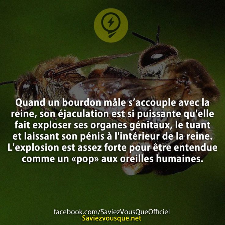Quand un bourdon mâle s’accouple avec la reine, son éjaculation est si puissante qu&#039;elle fait exploser ses organes génitaux, le tuant et laissant son pénis à l&#039;intérieur de la reine. L&#039;explosion est assez forte pour être entendue comme un «pop» aux oreilles humaines.