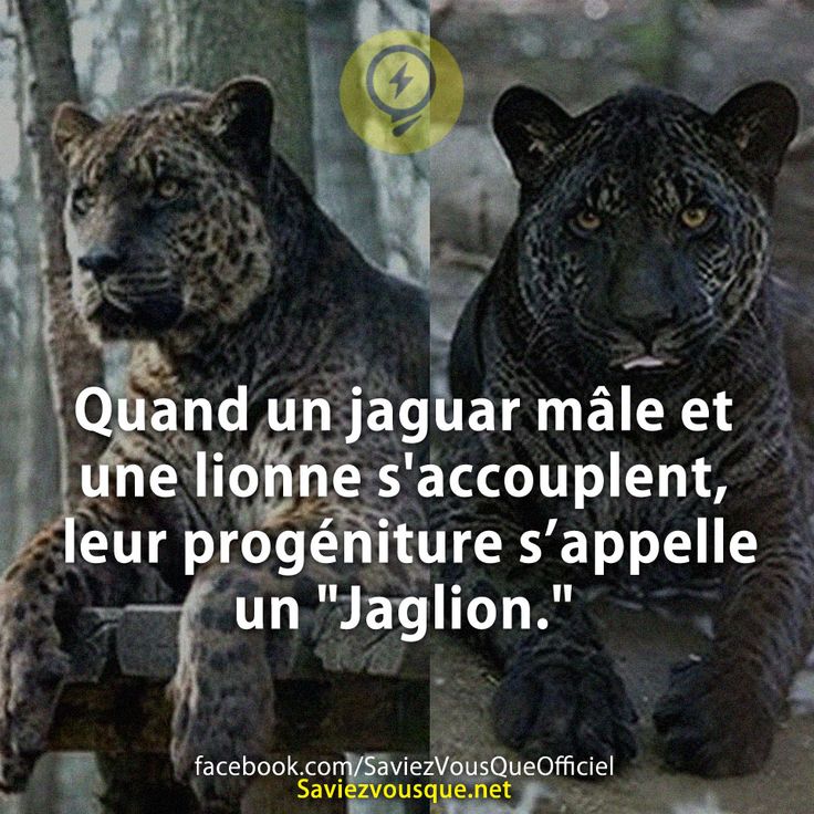 Quand un jaguar mâle et une lionne s&#039;accouplent, leur progéniture s’appelle un &quot;Jaglion.&quot;