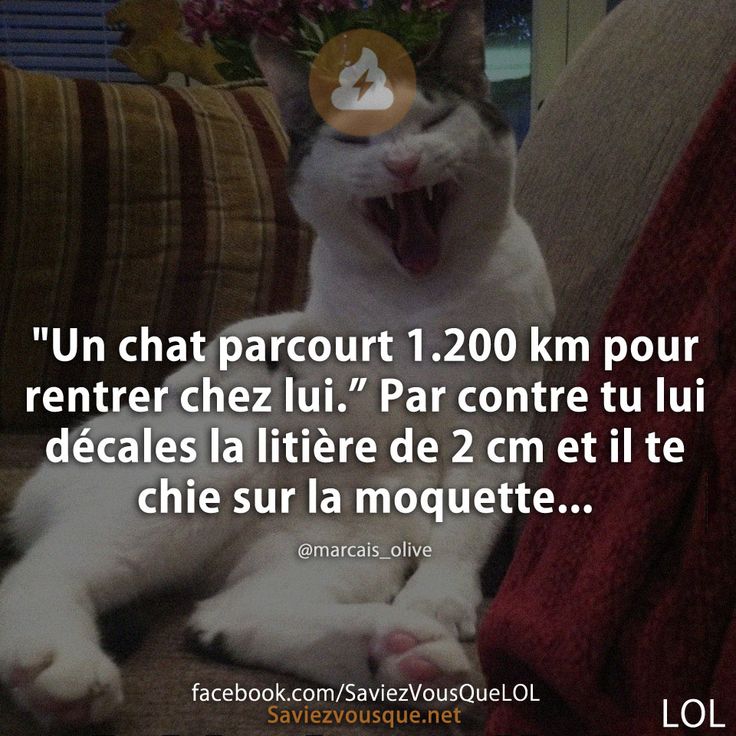 &quot;Un chat parcourt 1.200 km pour rentrer chez lui.” Par contre tu lui décales la litière de 2 cm et il te chie sur la moquette...