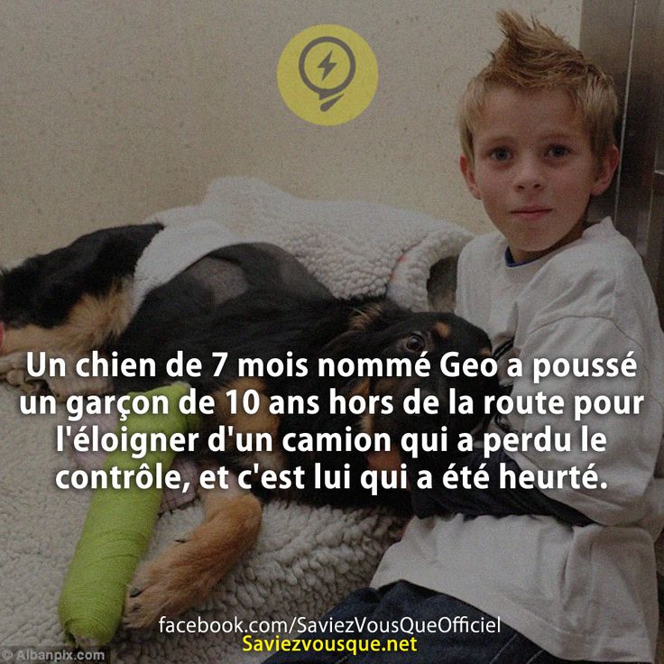 Un chien de 7 mois nommé Geo a poussé un garçon de 10 ans hors de la route pour l&#039;éloigner d&#039;un camion qui a perdu le contrôle, et c&#039;est lui qui a été heurté.