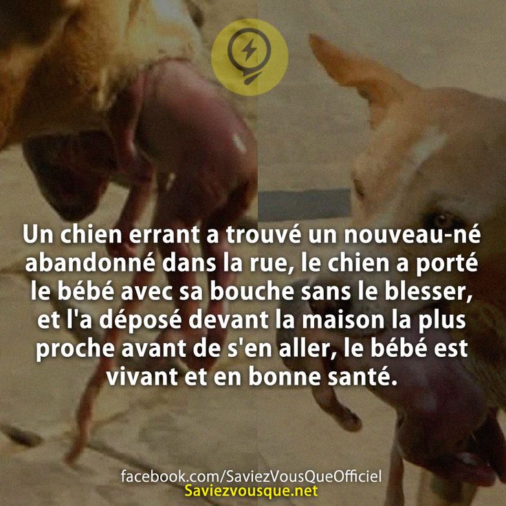 Un chien errant a trouvé un nouveau-né abandonné dans la rue, le chien a porté le bébé avec sa bouche sans le blesser, et l&#039;a déposé devant la maison la plus proche avant de s&#039;en aller, le bébé est vivant et en bonne santé.