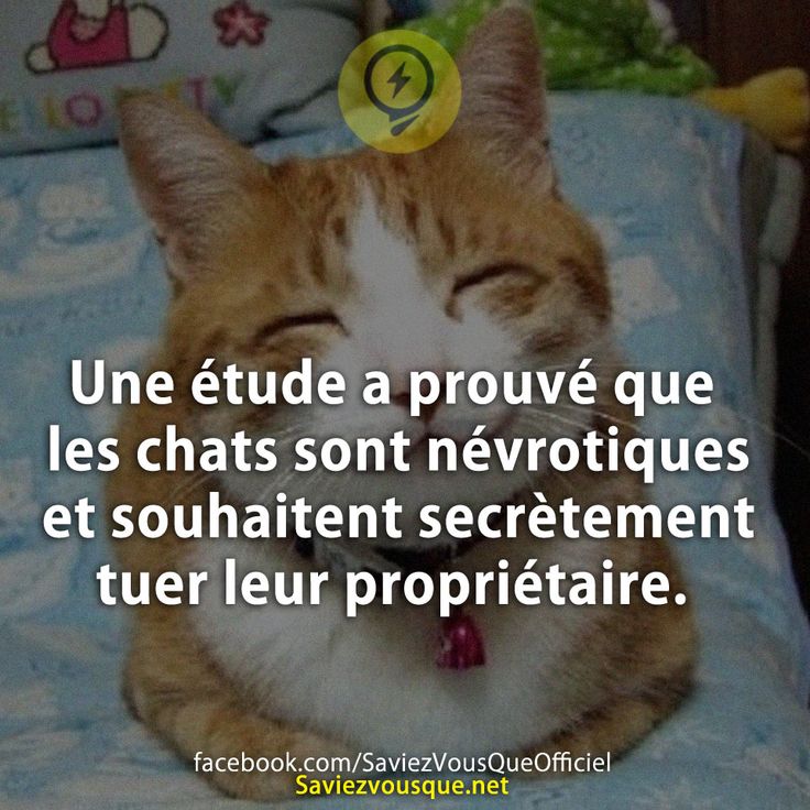 Une étude a prouvé que les chats sont névrotiques et souhaitent secrètement tuer leur propriétaire.