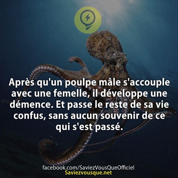 Après qu'un poulpe mâle s'accouple avec une femelle, il développe une démence. Et passe le reste de sa vie confus, sans aucun souvenir de ce qui s'est passé.