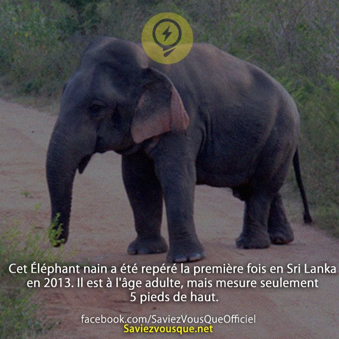Cet Éléphant nain a été repéré la première fois en Sri Lanka en 2013. Il est à l&#039;âge adulte, mais mesure seulement 5 pieds de haut.