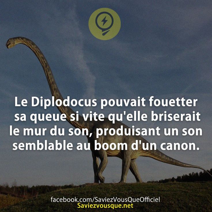 Le Diplodocus pouvait fouetter sa queue si vite qu&#039;elle briserait le mur du son, produisant un son semblable au boom d&#039;un canon.