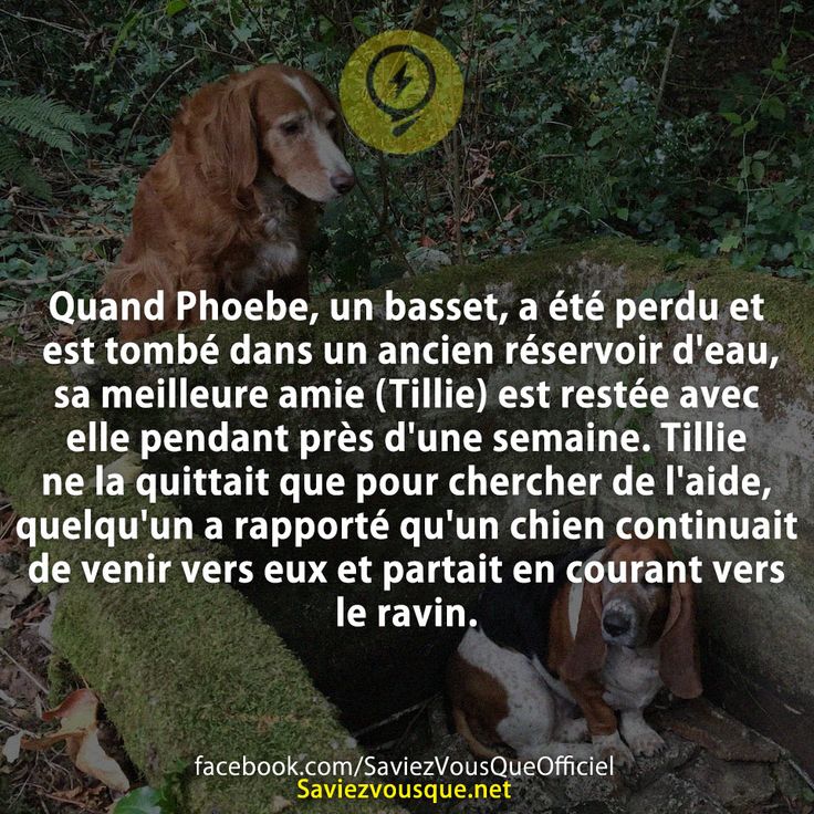 Quand Phoebe, un basset, a été perdu et est tombé dans un ancien réservoir d&#039;eau, sa meilleure amie (Tillie) est restée avec elle pendant près d&#039;une semaine. Tillie ne la quittait que pour chercher de l&#039;aide, quelqu&#039;un a rapporté qu&#039;un chien continuait de venir vers eux et partait en courant vers le ravin.