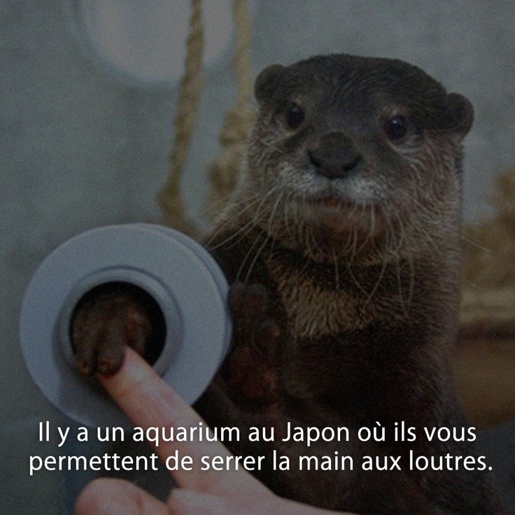 Il y a un aquarium au Japon où ils vous permettent de serrer la main aux loutres.