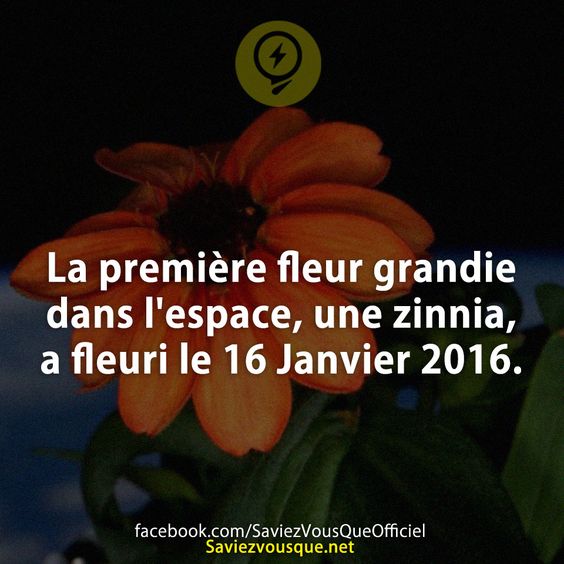 La première fleur grandie dans l&#039;espace, une zinnia, a fleuri le 16 Janvier 2016.