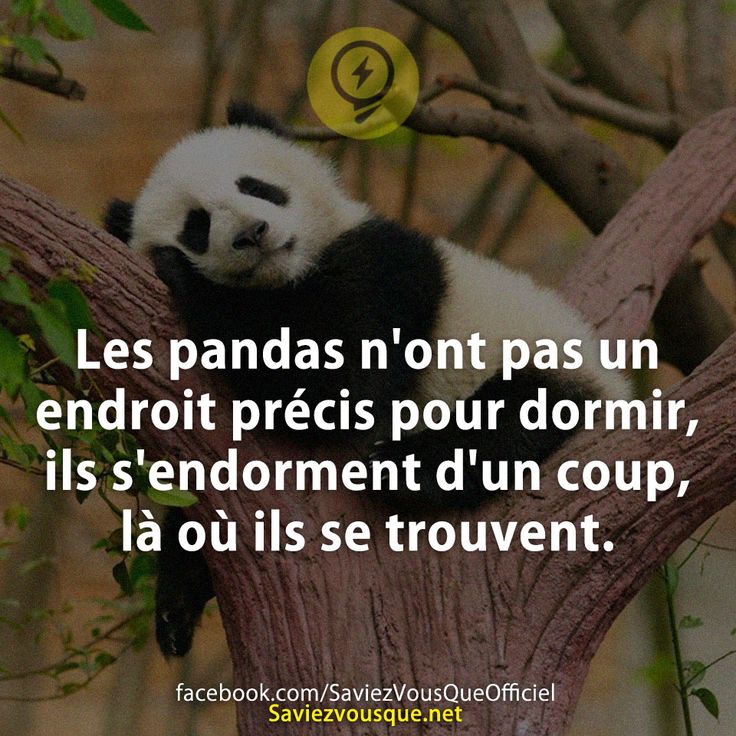 Les pandas n&#039;ont pas un endroit précis pour dormir, ils s&#039;endorment d&#039;un coup, là où ils se trouvent.