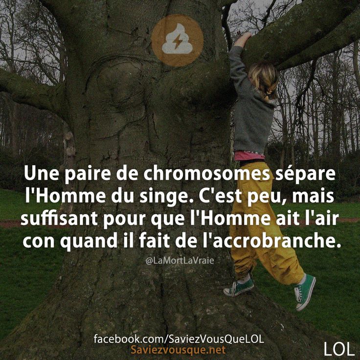 Une paire de chromosomes sépare l'Homme du singe. C'est peu, mais suffisant pour que l'Homme ait l'air con quand il fait de l'accrobranche.