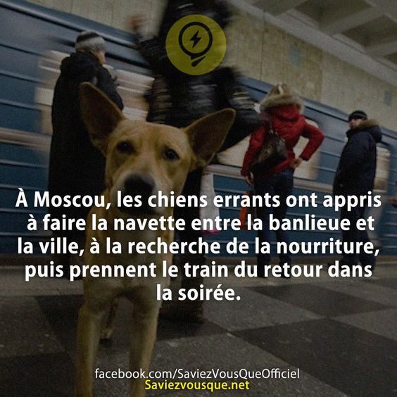 À Moscou, les chiens errants ont appris à faire la navette entre la banlieue et la ville, à la recherche de la nourriture, puis prennent le train du retour dans la soirée.